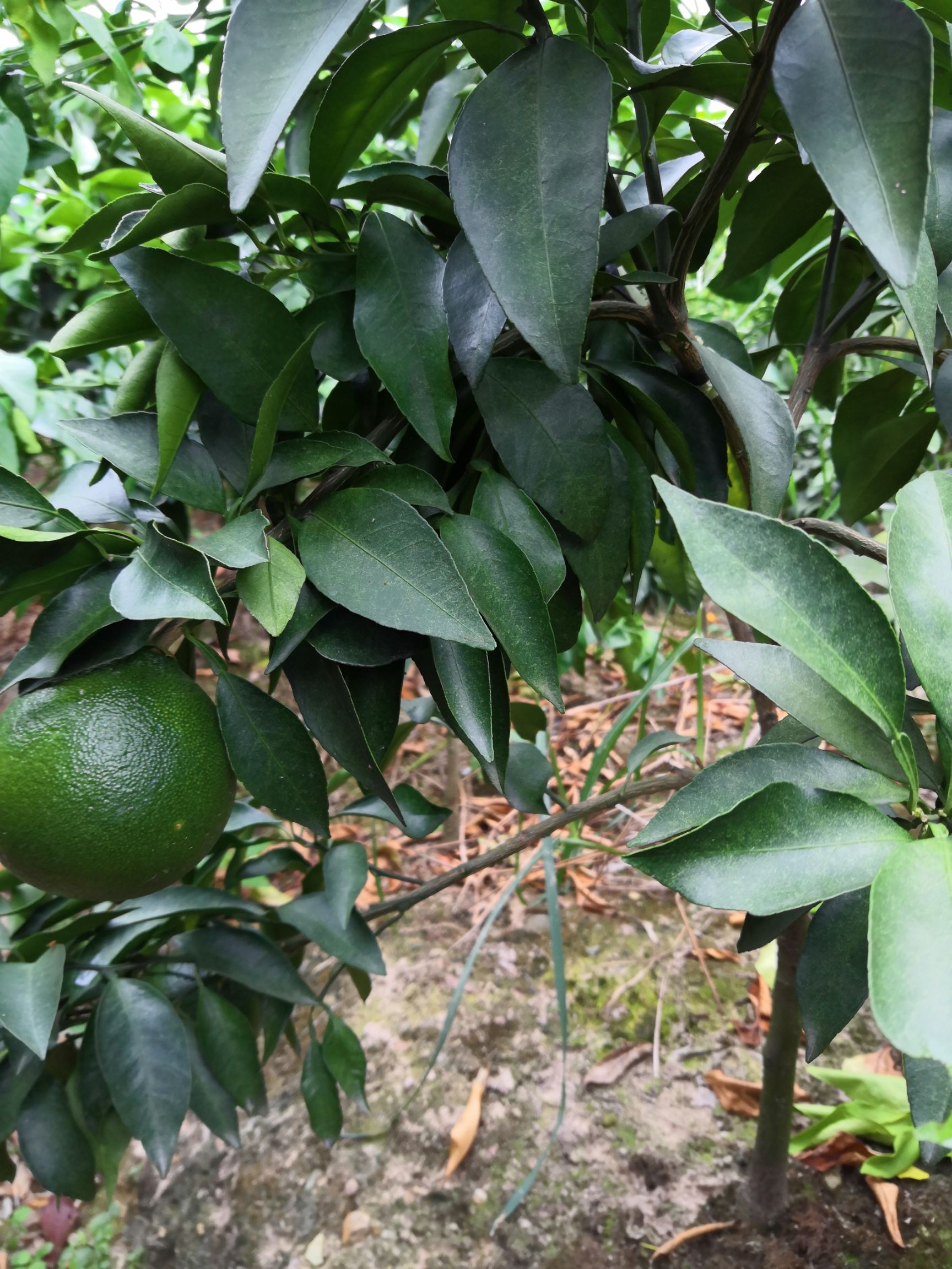 红美人柑桔苗 爱媛28号果冻橙 移栽苗 1.5-2cm