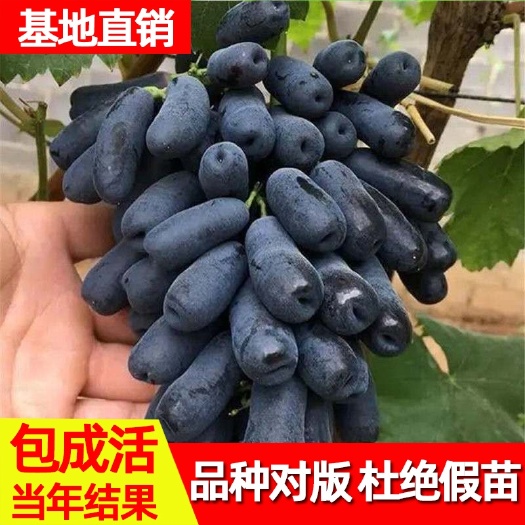 平邑县蓝宝石葡萄苗  只卖真苗 保证品种 可签定合同
