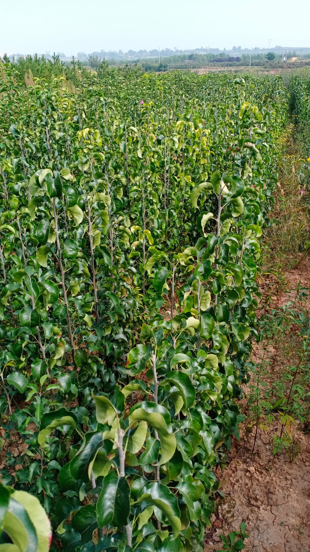 彩叶豆梨克利夫兰，首都等