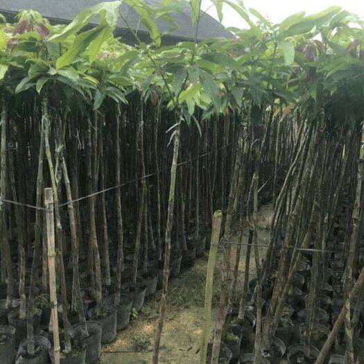 揭阳金煌芒果苗  金煌芒
