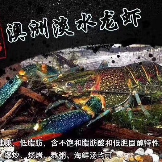 阳江 澳洲淡水龙虾