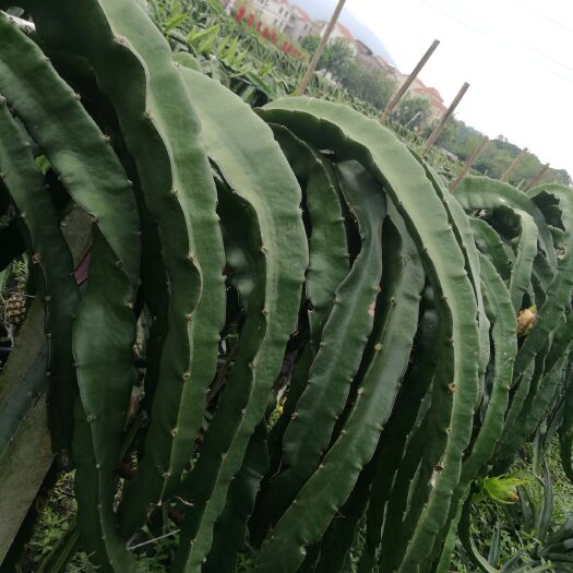 新兴县燕窝火龙果苗  黄金火龙果苗  量大从优