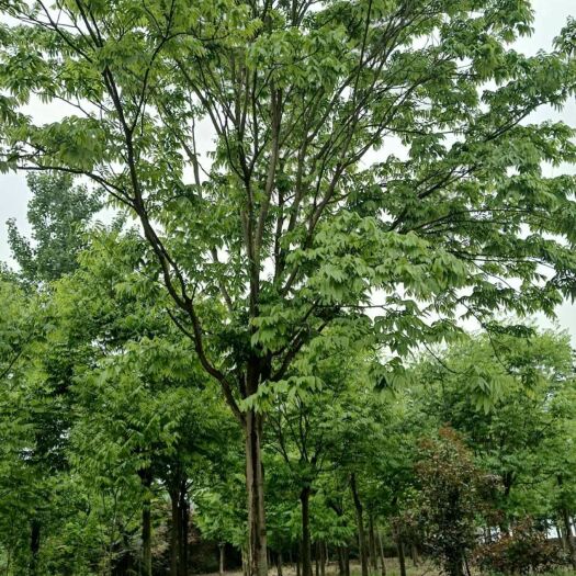 岳西县 榉树