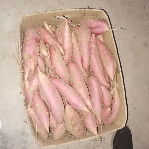 瓦房店市烟薯25 红薯