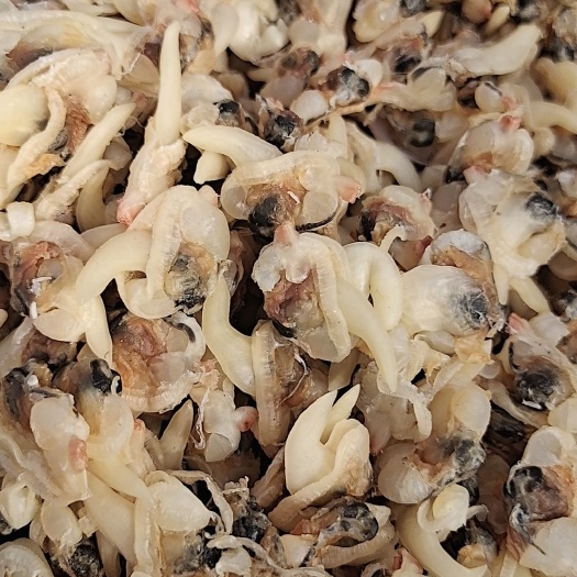 滨州花甲  精品花蛤肉，个头大，没有杂质，非常干净，淡干