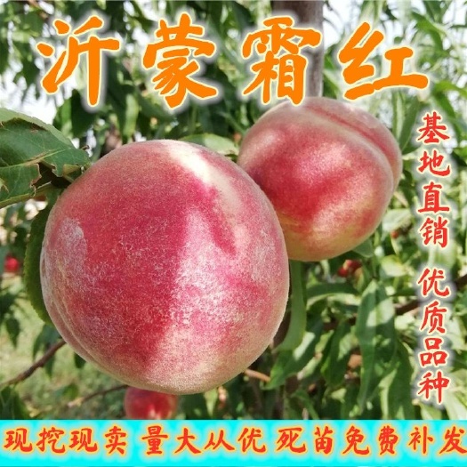 平邑县基地批发沂蒙霜红桃树苗，成熟最晚的桃子，嫁接冬桃苗当年结果