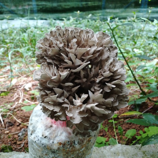 貞豐縣灰樹花菌種 灰樹花鮮品