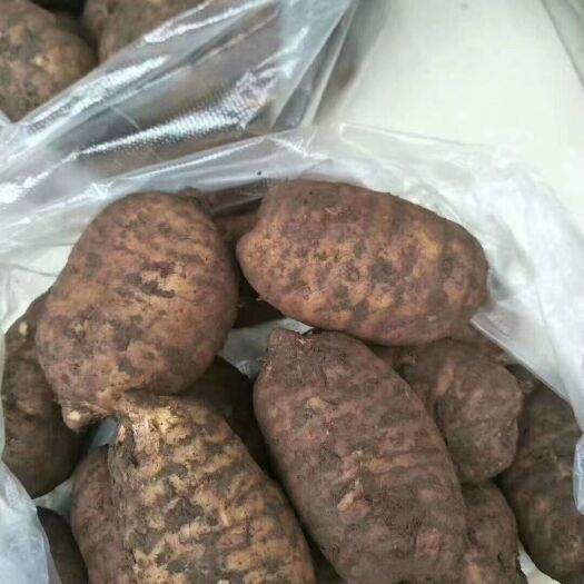 昆明天麻 