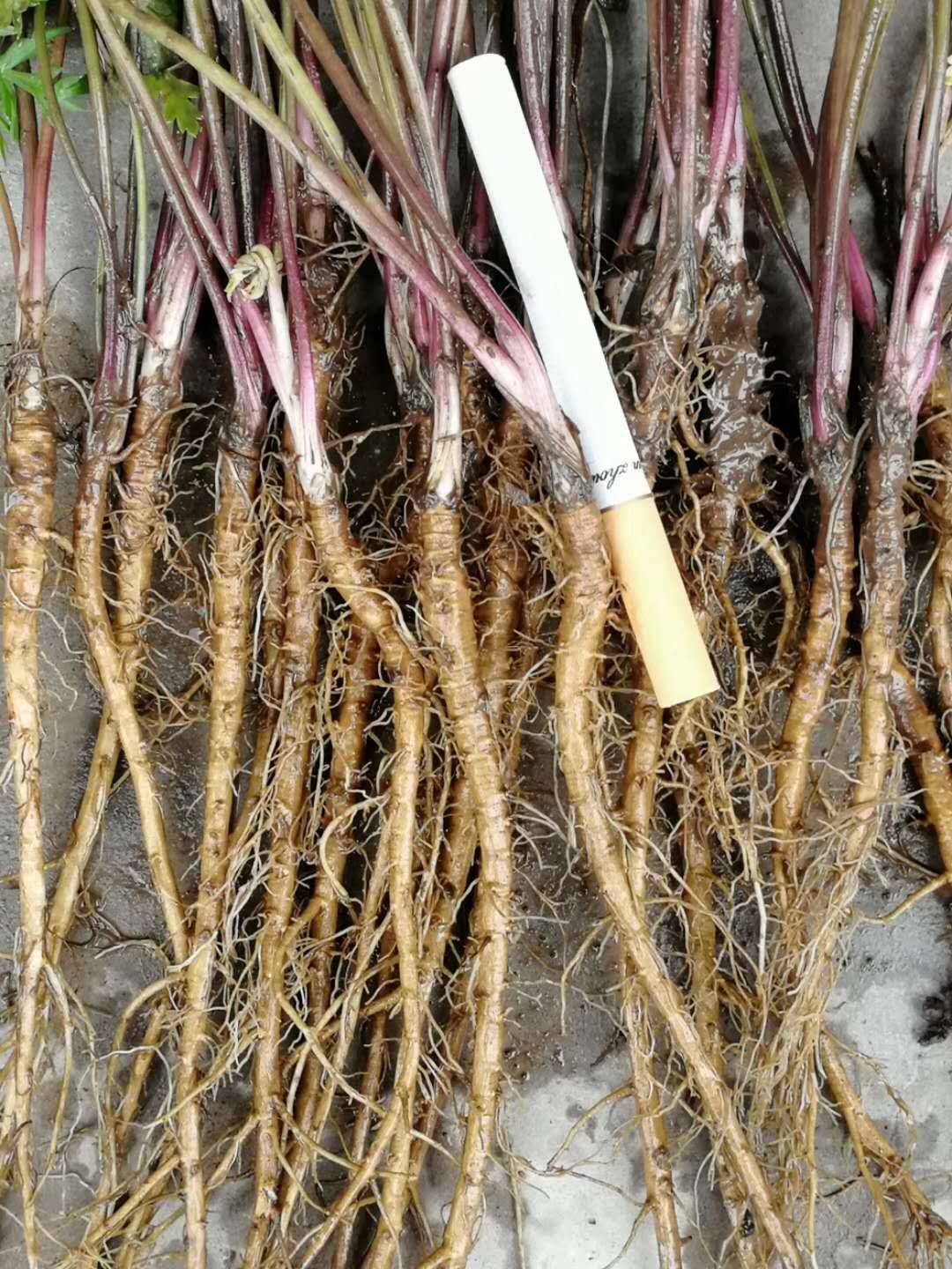 川羌 细叶羌活苗 蚕羌苗 高山羌活苗 品种最好的羌活