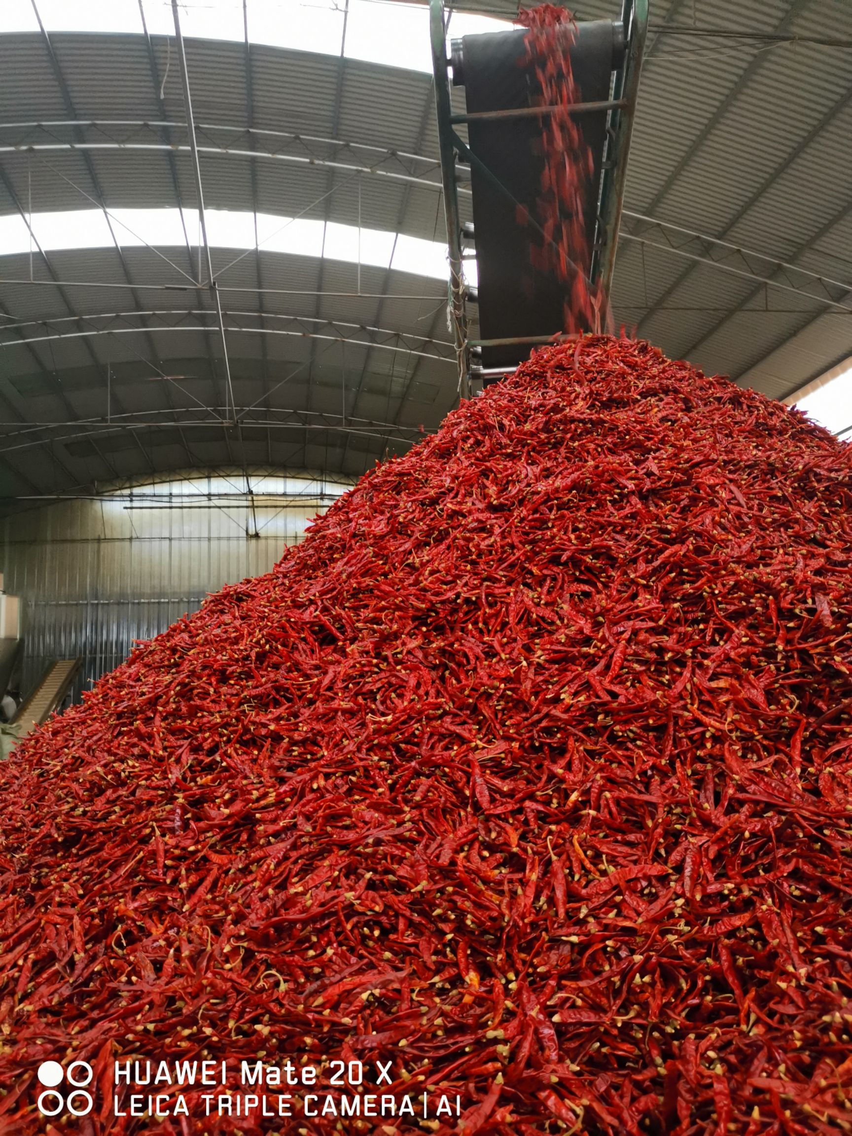 印度17椒  S17印度魔鬼辣椒价格美丽