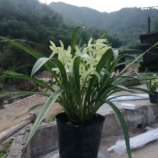连城县兰花建兰四季兰花杆出架2006年广东金奖兰花，浓香型大荷素