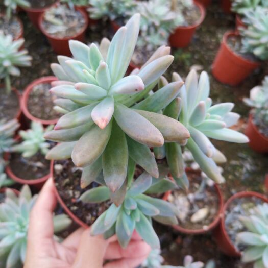 漳州 秋丽老桩一箱24盆120元