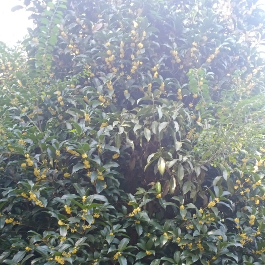 常州黄金桂花树