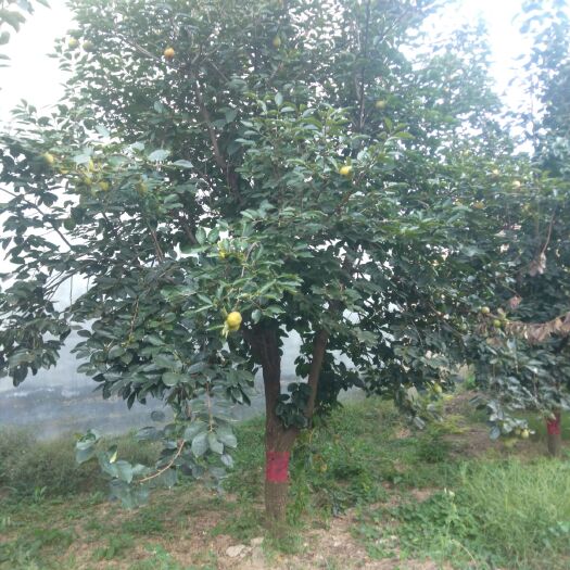 砀山县雪柿子树苗 10----25公分柿子树
