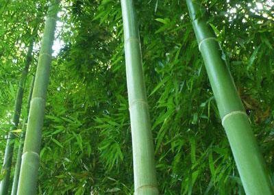 沭阳县毛竹 