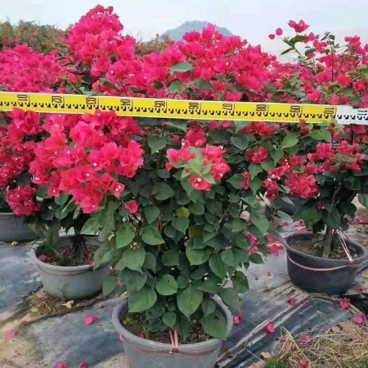 漳州中国红三角梅  三角梅（勒杜鹃）同安红 中国红 福建基地 各