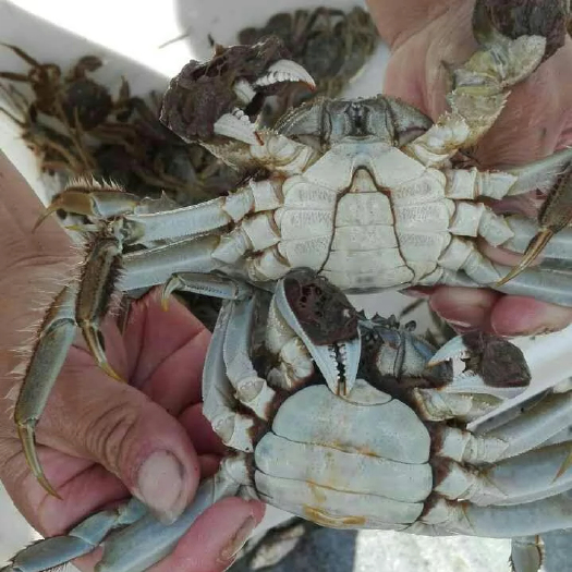 金湖县生态大闸蟹  大闸蟹