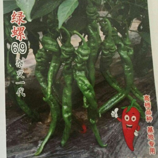厦门螺丝椒种子  辣椒种子 绿螺69  果肉香辣质优 膨果速度快 保护地产量高