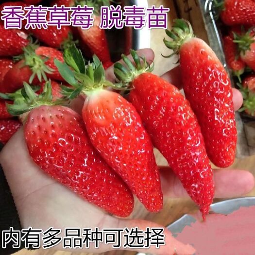 平邑县 香蕉草莓苗自家育苗品种纯度高产量大南北方均可地栽盆栽