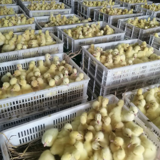 三花鹅苗  泰州鹅   大白鹅苗  个头大苗好  品种纯