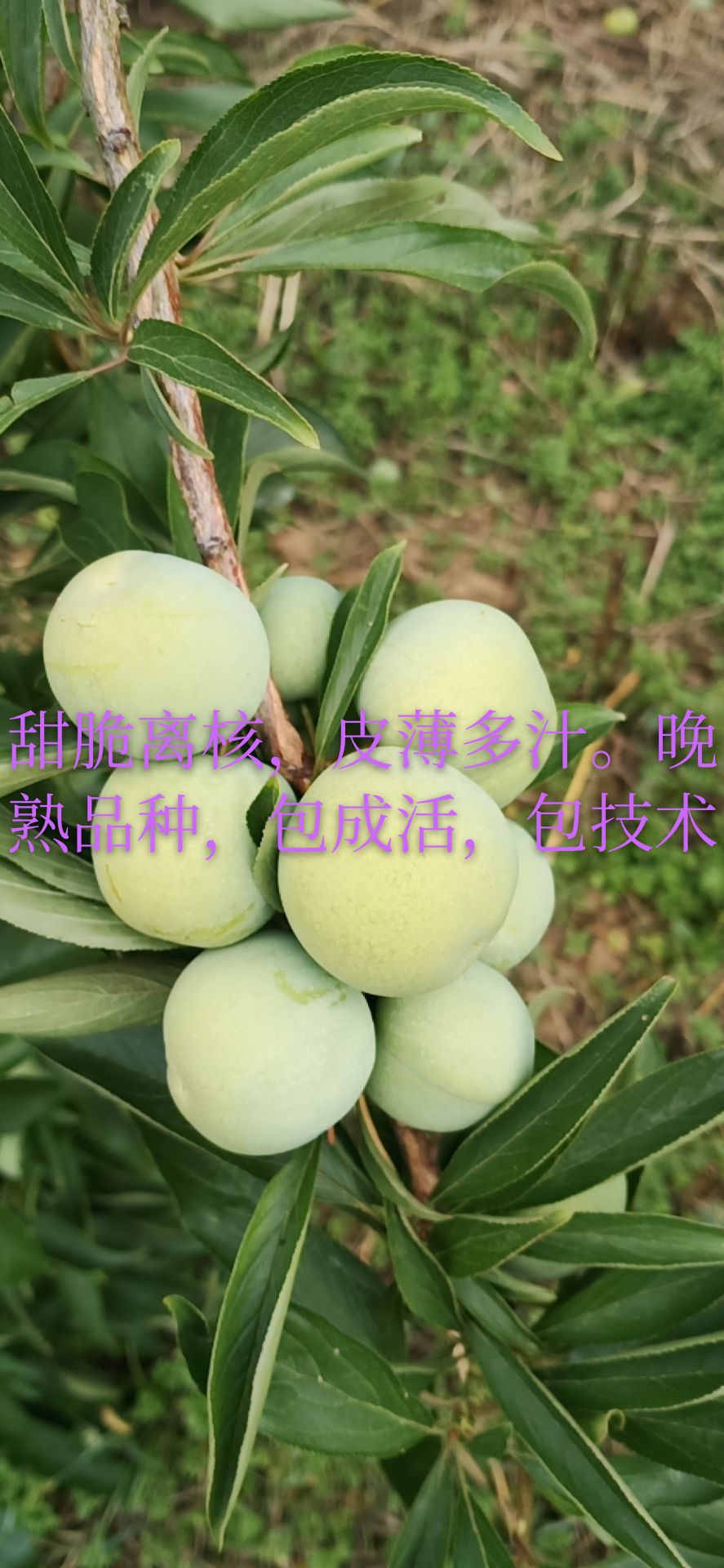 苍溪县巫山脆李苗  晚熟九月青脆李，甜脆离核，目前晚熟的新品种个