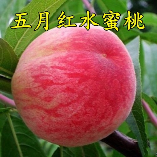 平邑县五月鲜桃苗  五月红桃树苗嫁接苗早熟的水蜜桃自家育苗嫁接南北