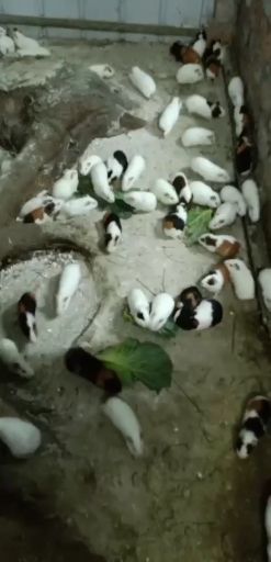 荷兰鼠 自家养殖，实验白豚，包健康有需要的可以咨询