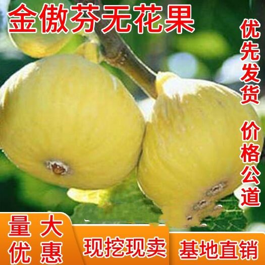平邑县 金傲芬无花果苗自家育苗品种纯度高南北方均可种植成活率高