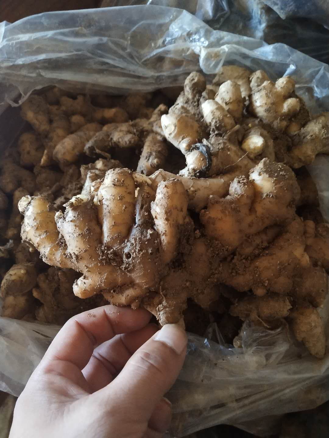 老姜  山东鲜姜大量上市。块大。颜色黄。味辣。是储存的优选。