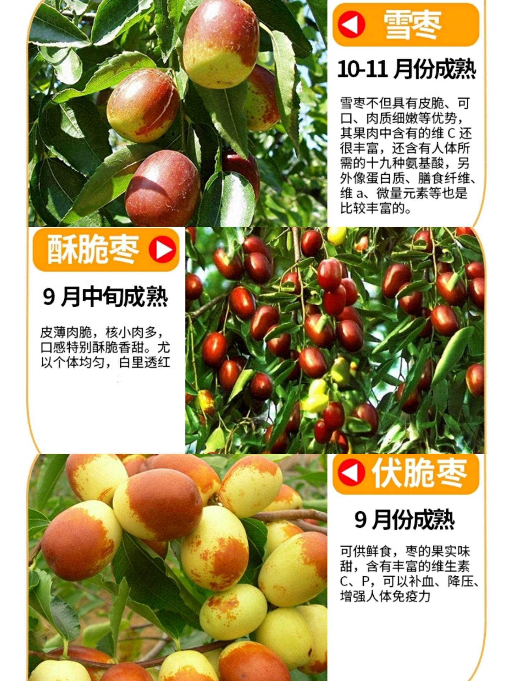 大青枣苗  大青枣树苗嫁接苗果实个头大甜度高南北方均