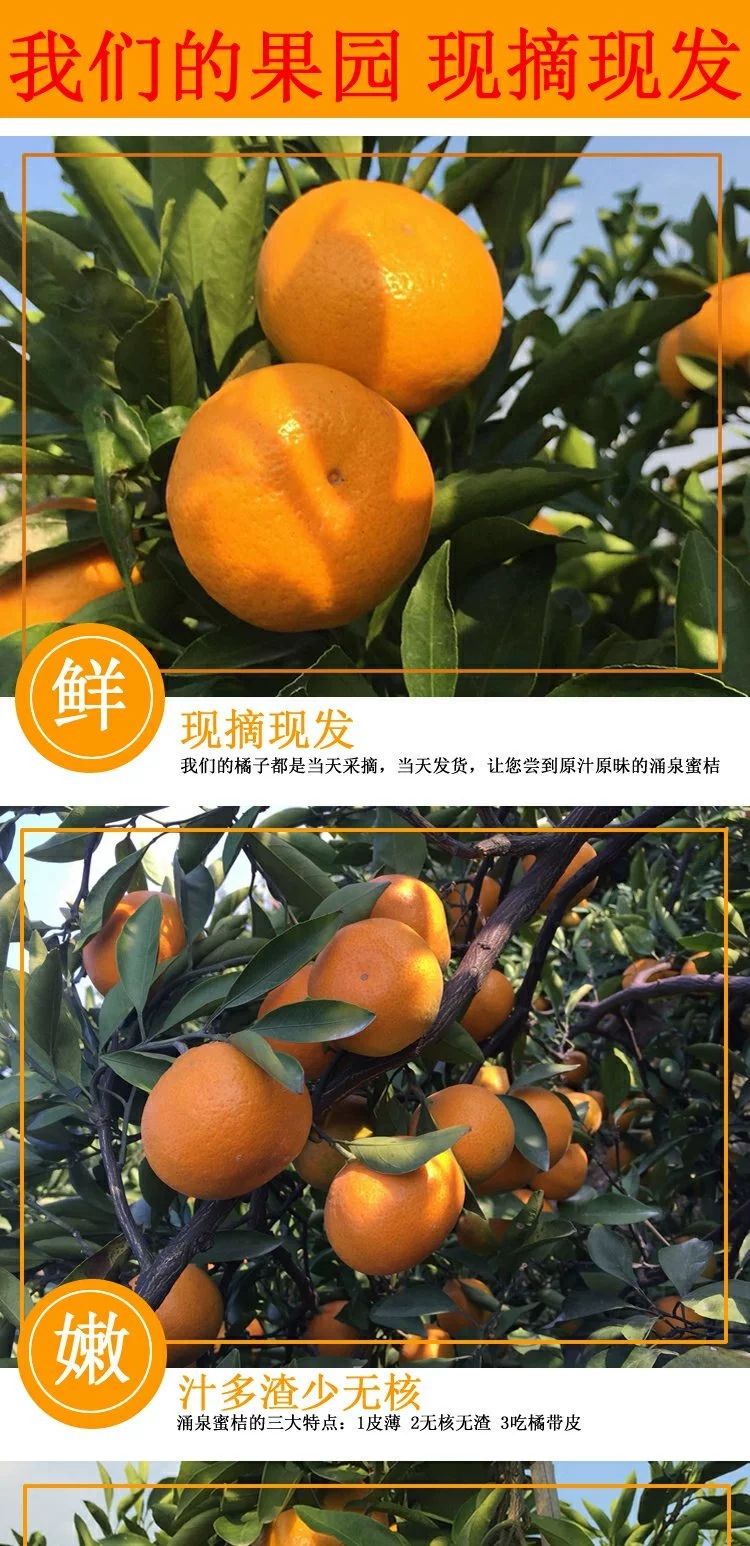 蜜桔  自家果园现摘现发无核涌泉蜜橘早熟宫川桔子幼儿水果柑桔