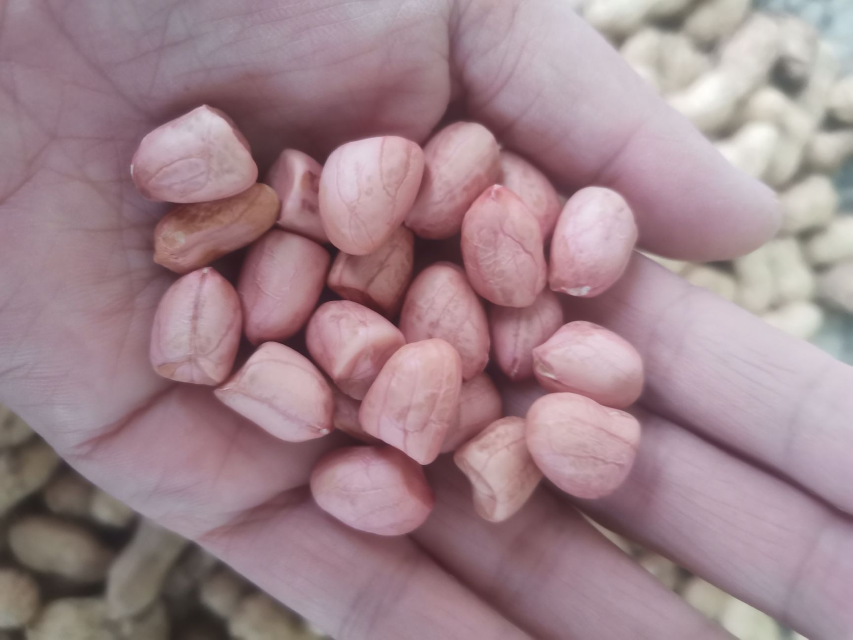 油料花生米  白沙花生大白沙小白沙通货剥花生米专用供应大货