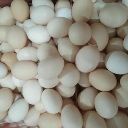 濮阳县草鸡种蛋 纯散养柴鸡蛋，不喂任何饲料！