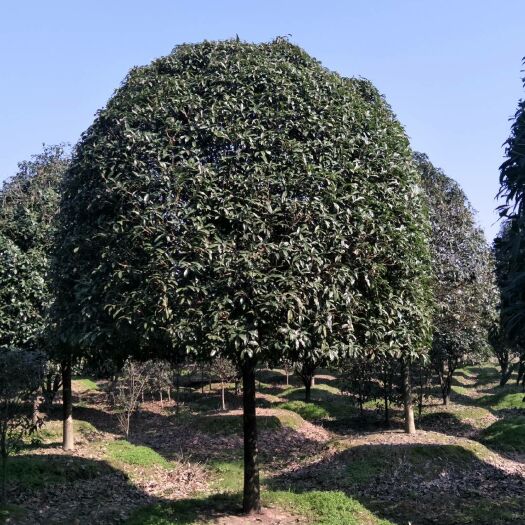 咸宁金桂 桂花树