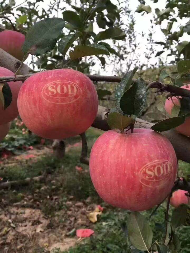 红富士苹果 昼夜温差大，糖心比较高