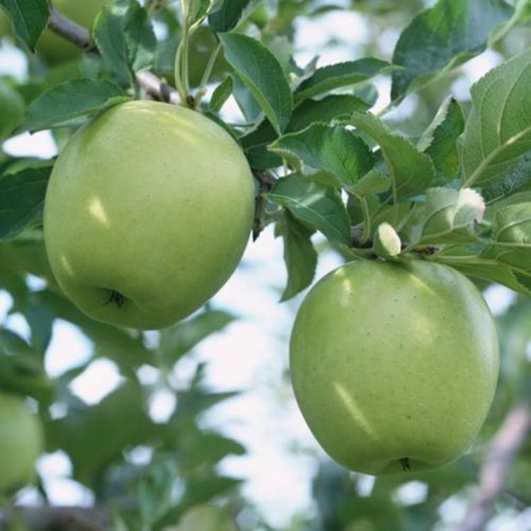 嫁接澳洲青苹果苗，当年结果澳洲青苹果树苗，短枝矮化南北方种植