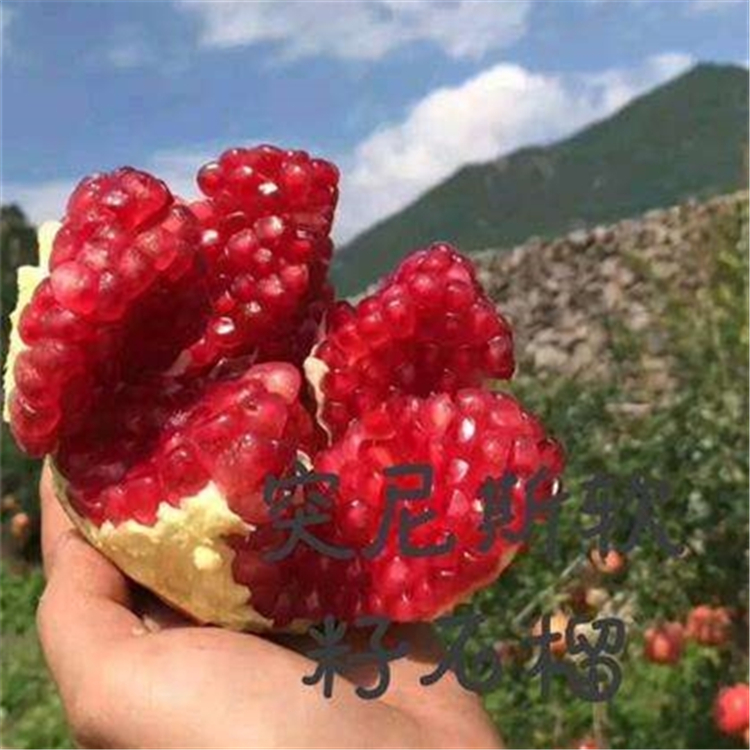 突尼斯软籽石榴树苗  突尼斯软籽石榴苗，黑籽石榴苗，南北方盆栽地载苗，当年结果