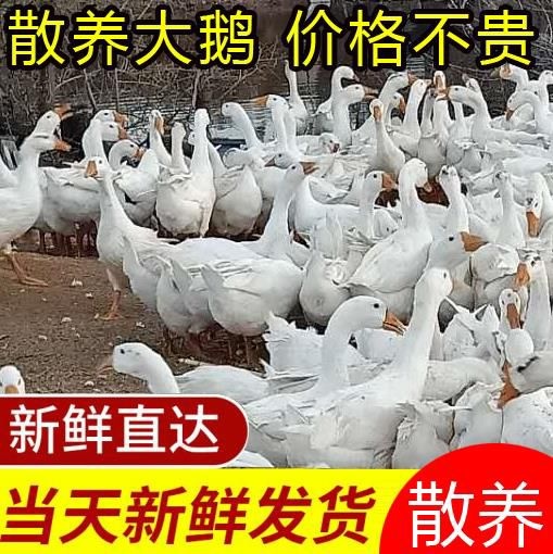 佳木斯大三花鹅 散养溜达鸡，鹅，500只，冷水鱼，价格优惠，多卖批发价。