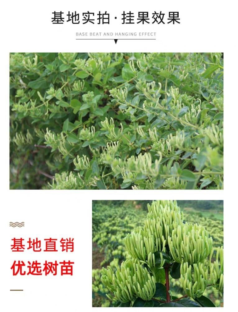 四季金银花苗，北花一号金银花苗自家育苗自家育苗花期长产量高