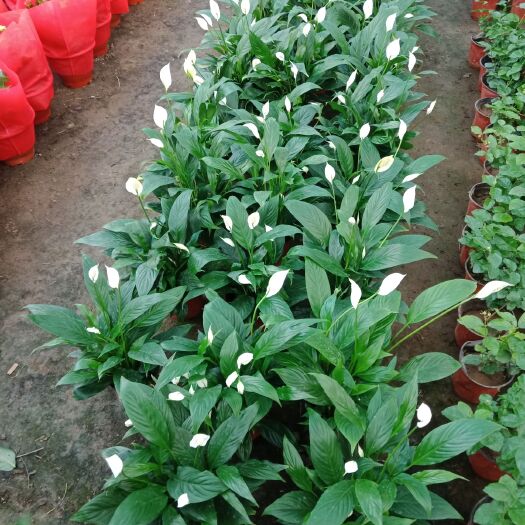 平邑县白掌盆栽一帆风顺水培植物办公室内花卉好水养的绿植红掌四季开花
