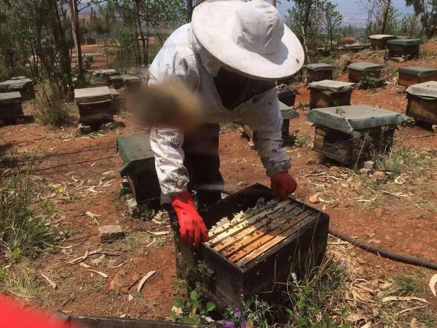 蜂巢蜜  正宗土蜂蜜  可以嚼着吃的蜂蜜厂地直销  量大从优