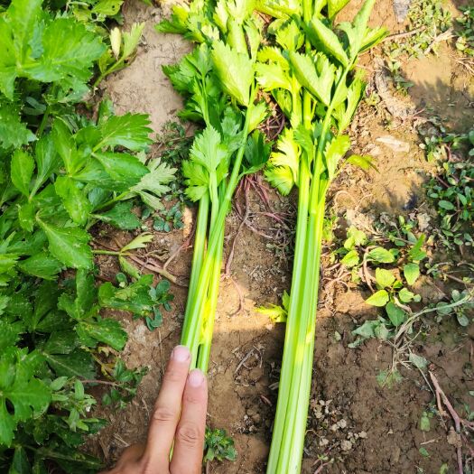 阳信县美国西芹  芹菜大量上市  产地直供  代发全国  欢迎实力