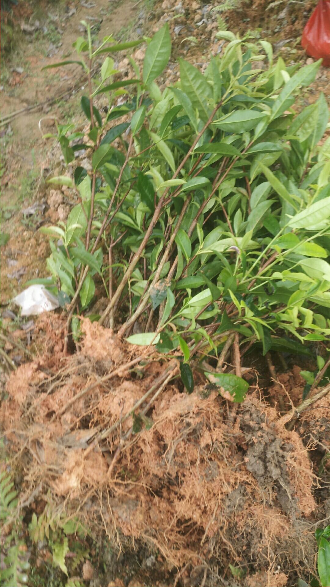 五子茶苗 凤凰单丛茶苗 原始强品种 五子单丛茶苗