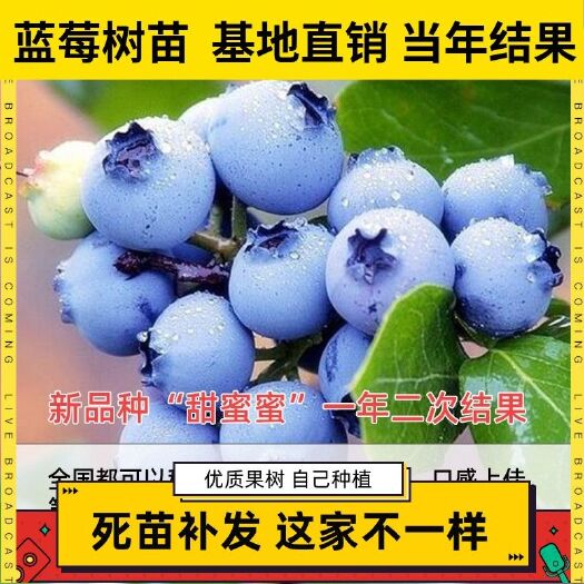 平邑县 蓝丰蓝莓苗嫁接苗自家育苗品种纯度高南北方均可种植成活率高