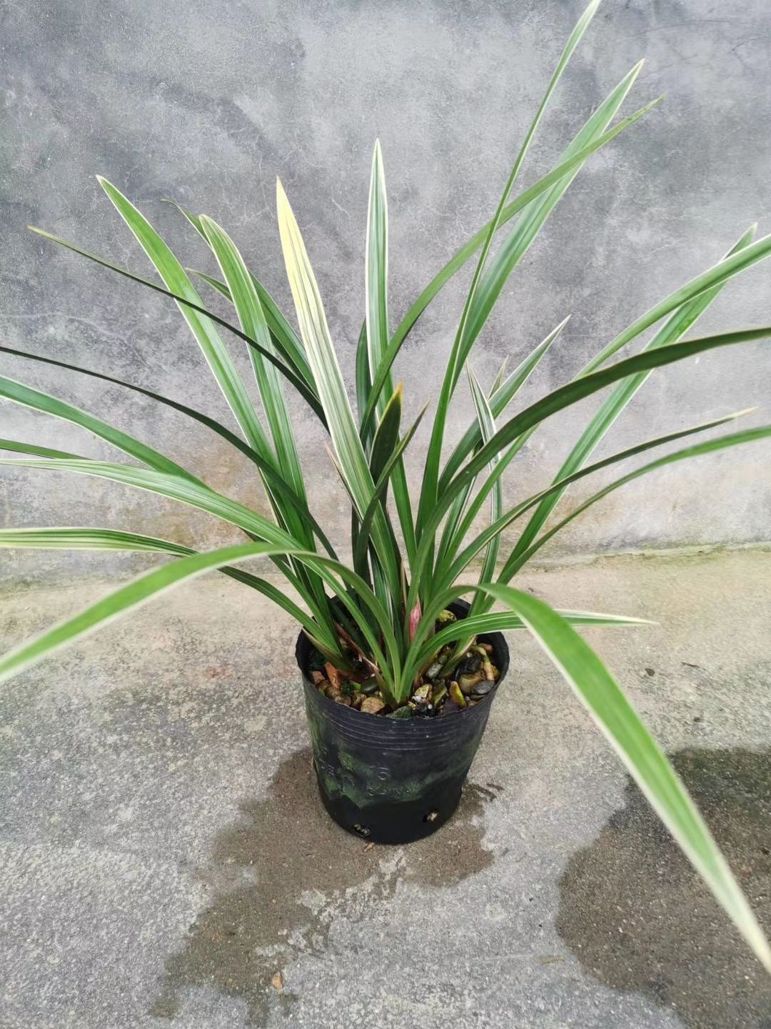  建兰（黄金彩虹）