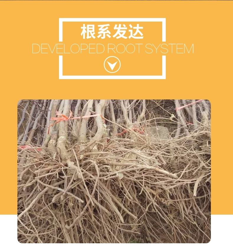 大青枣苗  大青枣树苗嫁接苗果实个头大甜度高南北方均