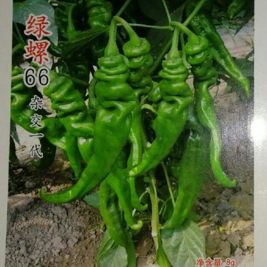 厦门螺丝椒种子  辣椒种子  绿螺66  耐低温 抗高温 挂果多 膨果快