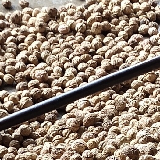 薄皮核桃  产自云南楚雄