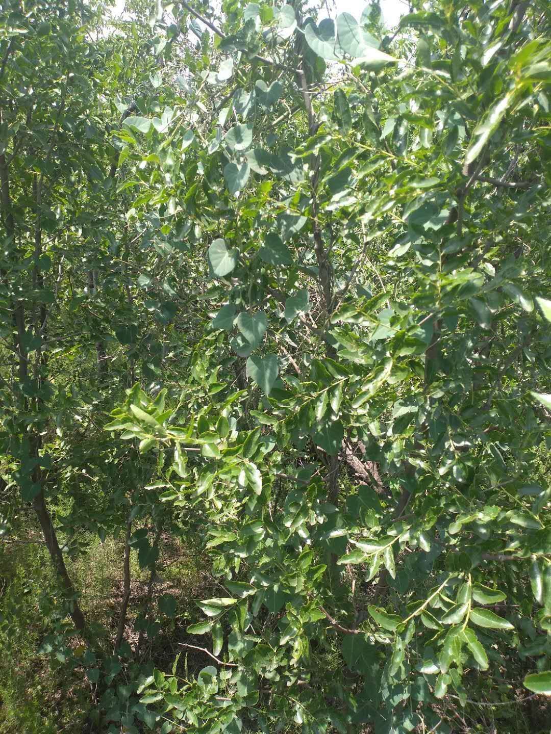 冬枣树苗  冬枣 脆甜可口 个头大好吃