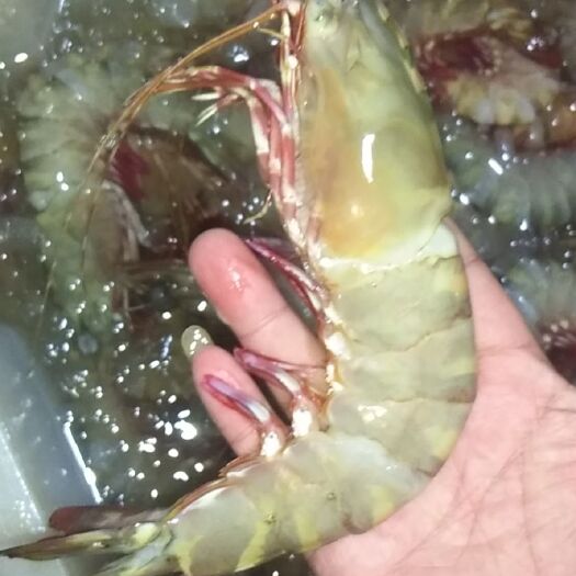 东兴市海虾 广西防城港冰鲜海产品